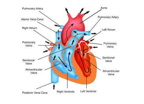 Beating Heart Pulmonary Valve Repair by OrangeCountySurgeons